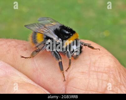 Bombus Terrestris Bumblebee dalla coda di bombardiere. Foto: Tony Gale Foto Stock