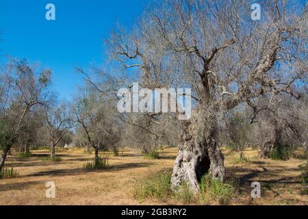 Olivi infestati (batterio Xylella Fastidiosa), Salento, Puglia, Italia Foto Stock