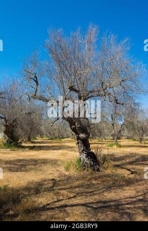 Olivi infestati (batterio Xylella Fastidiosa), Salento, Puglia, Italia Foto Stock