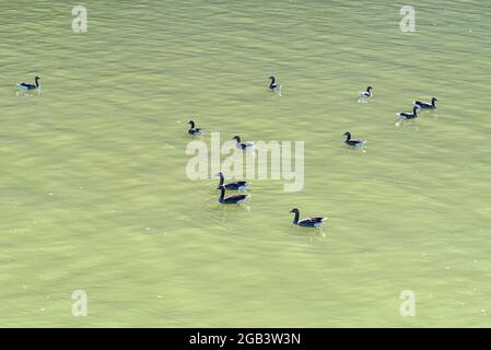 Un gregge di oca greylag nuota sul fiume in verde. Foto Stock