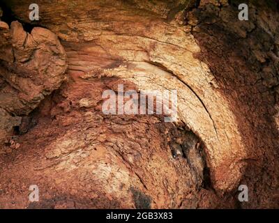 Marrone texture closeup in legno girato al centro con spazio di testo commerciale sfondo naturale. Foto Stock