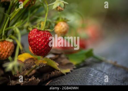fragole fresche in giardino Foto Stock