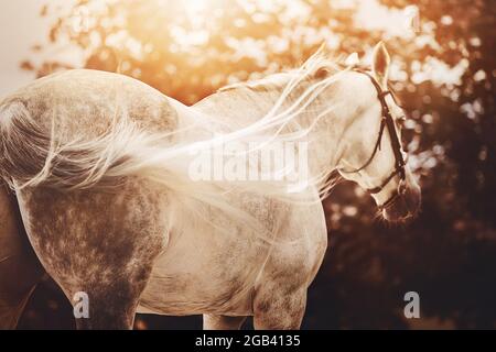 Una vista posteriore di un bel cavallo grigio con una lunga coda luminosa che si accende nel vento in una soleggiata serata autunnale in natura. Vita equestre. Foto Stock