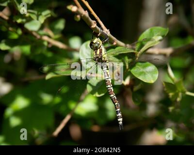 Southern Hawker Dragonfly - Aeshna cyanea femmina Foto Stock