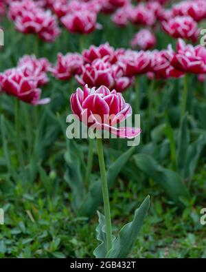 "Leader of the Pack", Wirosa Tulips al Veldheer Tulip Gardens, in Olanda, Michigan. Foto Stock