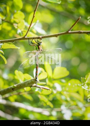 Southern Hawker Dragonfly - Aeshna cyanea femmina Foto Stock
