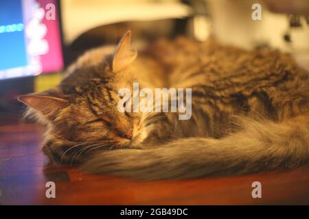 Long Haired Tabby Cat dormendo sulla scrivania Foto Stock