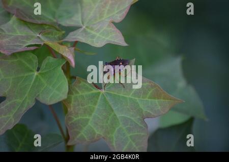 Red zampe Shieldbug su un Ivy Foto Stock