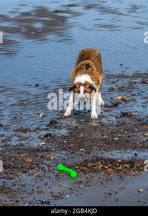 collie di bordo che gioca su una spiaggia sabbiosa, cane in attesa di essere gettato giocattolo, cane che gioca su una spiaggia, cane sulla spiaggia a bassa marea, doh divertirsi sulla spiaggia. Foto Stock