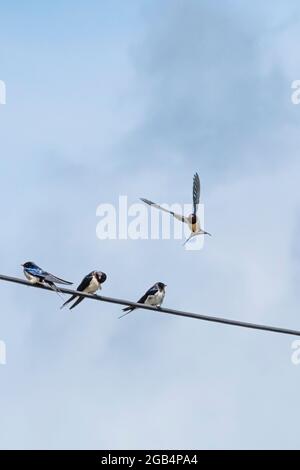 Swallows Hirundo rustica appollaiato su un cavo telefonico. Foto Stock