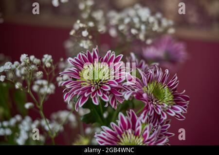 Crisantemi di cespugli variegati con un nucleo verde-giallo su uno sfondo sfocato. Russia, Mosca, vacanza, regalo, umore, natura, fiore, pianta, bouquet Foto Stock