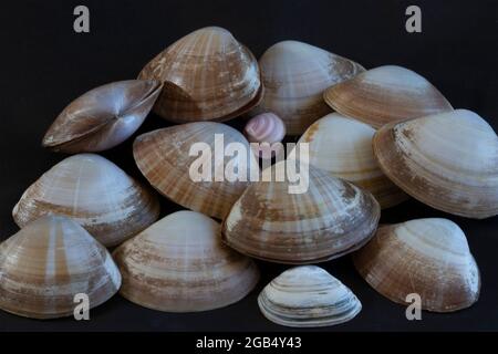 Le conchiglie a conca in raso sono bivalve distintive con raggi radianti di colorazione marrone. Vivono nella sabbia nella zona sub-litoranea e sono comuni Foto Stock