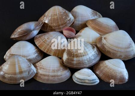 Le conchiglie a conca in raso sono bivalve distintive con raggi radianti di colorazione marrone. Vivono nella sabbia nella zona sub-litoranea e sono comuni Foto Stock