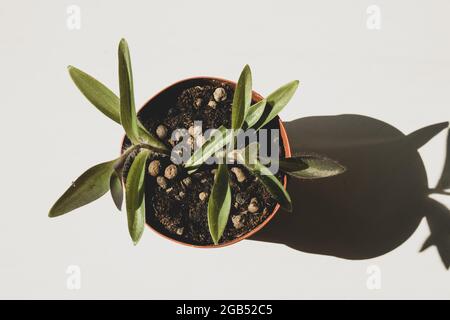 Una vista ad angolo alto che guarda in basso su un cuore viola o Moses nel basket houseplant su uno sfondo bianco semplice. Foto Stock