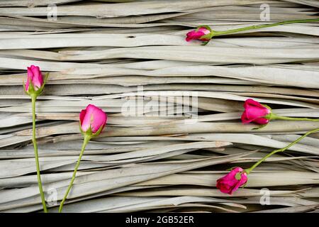 Rosa rose creative piatto su asciutto foglie di palma sfondo, fotografia organica. Foto Stock