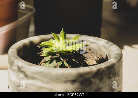 Una piccola pianta succulenta della casa assorbe la luce del sole in una pentola della pianta di marmo. Foto Stock