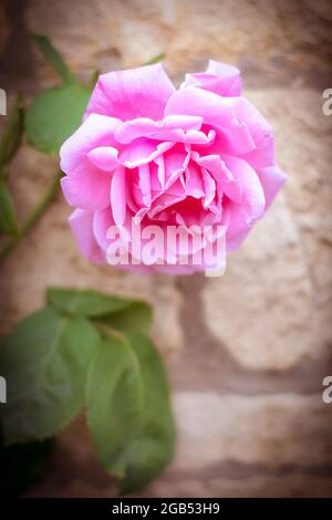 Rosa rosa in piena fioritura a Cotswolds Foto Stock
