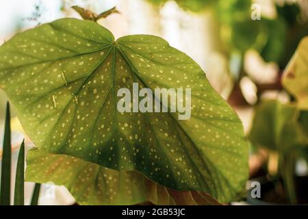 Una grande foglia verde di begonia con macchie bianche Foto Stock