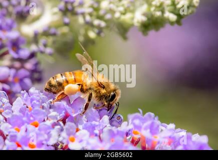 Miele ape, Apis mellifera, raccogliendo polline e nettare su fiori Foto Stock