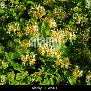 Honeysuckle in fiore. Foto Stock