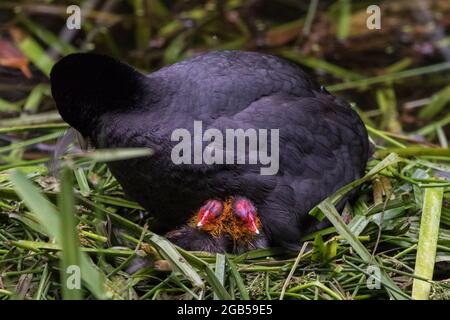 Piede eurasiatico (Fulica atra) o piede comune nidificazione con due pulcini, Germania Foto Stock