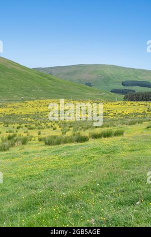 Campo di buttercups nella campagna scozzese. Frontiere scozzesi, vicino a Selkirk, Scozia Foto Stock