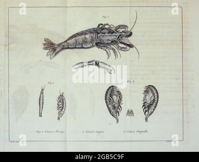 I crostacei raccolti e descritti nel viaggio. Dal libro ' UN viaggio verso il Polo Nord : intrapreso dal comando di sua Maestà, 1773 ' da Costantino John Phipps, Baron Mulgrave, 1744-1792; La spedizione di Phipps del 1773 verso il Polo Nord era una spedizione della Royal Navy britannica in cui due navi sotto il comando di Costantino John Phipps come capitano della HMS Racehorse [un 18-cannone nave-rigged slop della Royal Navy.] e Skeffington Lutwedge come capitano della carcassa di HMS [una bomba Vessel of the Royal Navy], salpò verso il Polo Nord nell'estate del 1773 e si impantanò nel ghiaccio Foto Stock