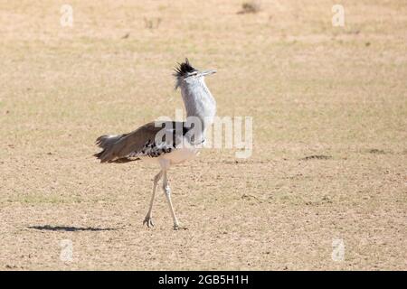 Kori Bustard (Ardeotis kori) maschio che mostra per attrarre una donna, Kalahari, Capo del Nord, Sud Africa Foto Stock