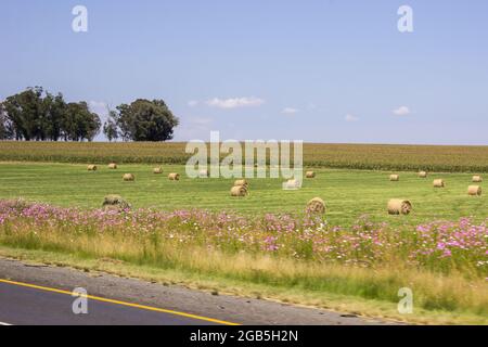 Un campo con balle di fieno in un giorno estivo limpido, con una sezione piena di Cosmo, in piena fioritura accanto ad esso nel Mpumalanga Highveld del Sud Africa Foto Stock