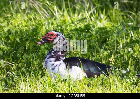 Feral Muscovy Duck (Cairina moschata) drake vivo selvaggio vicino Vrolijkheid Riserva Naturale, Capo Occidentale, Sud Africa. Una delle più antiche wa addomesticate Foto Stock