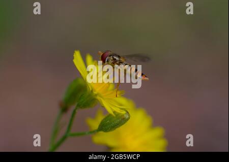 Macro primo piano di un hoverfly simile a un'ape seduto sul fiore giallo. Foto Stock