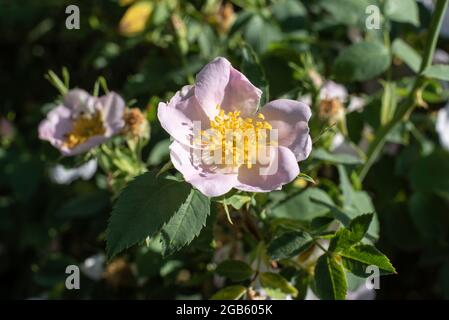 primo piano di un singolo fiore di un cane rosa in piena luce del sole Foto Stock
