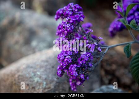 Heliotropium è un genere di piante da fiore della famiglia dei borrages. Il suo nome comune è Heliotrope. Foto Stock