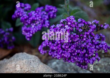 Heliotropium è un genere di piante da fiore della famiglia dei borrages. Il suo nome comune è Heliotrope. Foto Stock