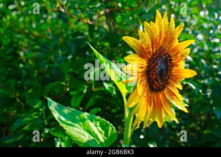 Isolato rosso girasole (helianthus) testa su uno sfondo verde sfocato dopo una doccia mattutina -02 Foto Stock