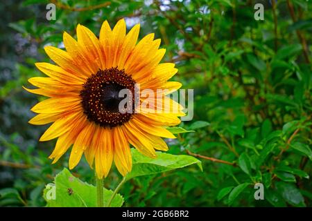 Isolato girasole rosso (helianthus) testa su uno sfondo verde sfocato -05 Foto Stock