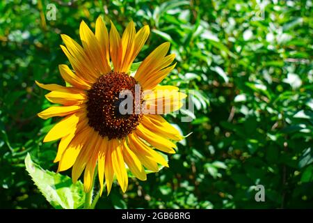 Isolato girasole rosso (helianthus) testa su uno sfondo verde offuscato -06 Foto Stock