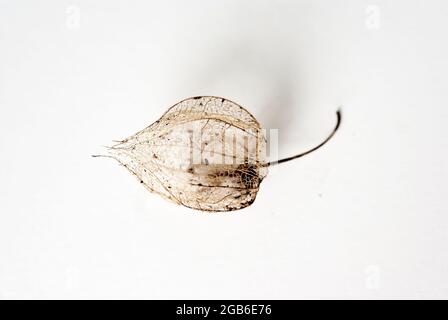 baccello di goseberry seewthrough su uno sfondo bianco arte minima della parete molto semplice Foto Stock