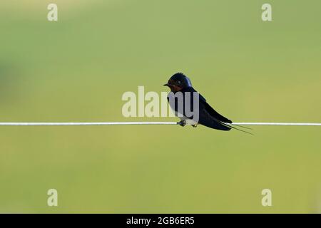 Swallow-Hirundo rustica perches su filo spinato. Foto Stock