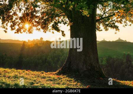 Botanica, quercia, quercia comune vecchia (Quercus robur), Hirzelpass, Svizzera, USO-NON-ESCLUSIVO PER CARTA-BIGLIETTI-BIGLIETTI-DI-AUGURI-PIEGHEVOLI-USO-CARTOLINA Foto Stock