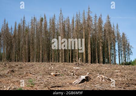 Immagine panoramica della foresta morta, dieback della foresta nella Renania Settentrionale-Vestfalia, Germania Foto Stock
