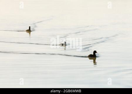 zoologia / Animali, uccelli, Cardo eurasiatico, Coot, Coot Nero (Fulica atra), NO-USO-ESCLUSIVO PER IL FOLDING-CARD-GREETING-CARD-USO-CARTOLINA Foto Stock