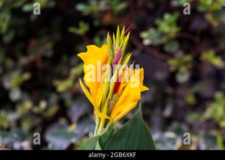 Primo piano del fiore ibrido di canna cleopatra con colori vivaci giallo, rosso e viola con bokeh forte - fogliame sullo sfondo. Foto Stock