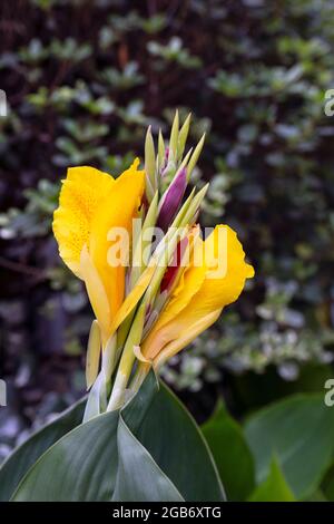 Primo piano di canna indica fiore ibrido cleopatra con bokeh forte sullo sfondo. Foto Stock