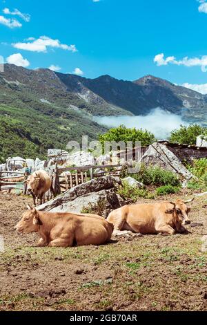 Tipiche mucche asturiane adagiate nella braña del passo montano di San Isidro nelle Asturie in Spagna. La foto viene scattata in una giornata di sole e scattata Foto Stock