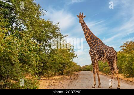 Giraffe al Parco Nazionale Kruger in Sud Africa Foto Stock
