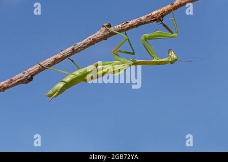 mantis verde seduto capovolto su gambo asciutto contro cielo blu Foto Stock