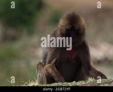 Primo piano ritratto di Gelada Monkey (Theropithecus gelada) che gioca con erba Semien Montagne, Etiopia. Foto Stock