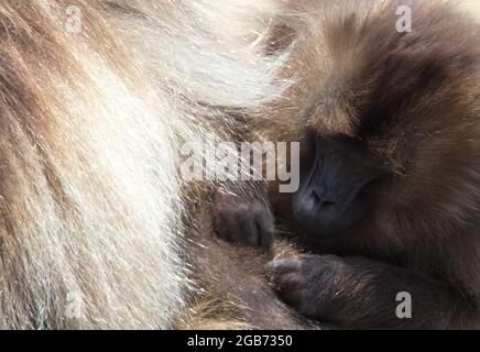 Ritratto di Gelada Monkey (Theropithecus gelada) partner di cura Semien Mountains, Etiopia. Foto Stock