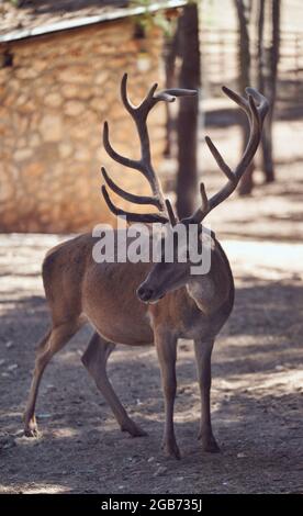 Cervi solitari con grandi antlers in un parco Foto Stock